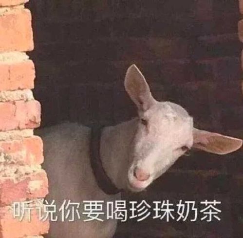 你认为最沙雕最搞笑的表情包是那些