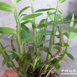 霍山铁皮石斛2年以上苗有15左右24