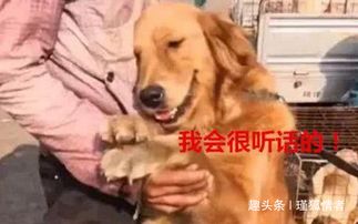 老婆怀孕后,男子把金毛拉到集市上卖,金毛的反应令人心疼