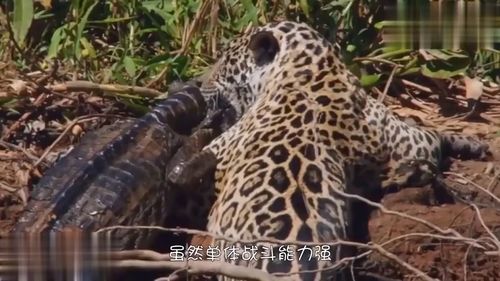 十几只野狗包围豹子,要把它扯下来,豹子都吓傻了,真心疼它