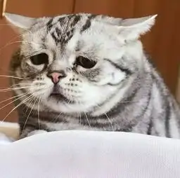 上午带猫去宠物店洗澡,下午店员告诉我猫死了