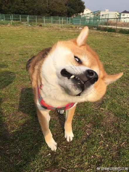 有哪些表情包柴犬