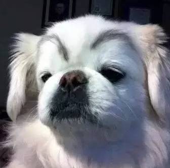 当汪星人画上眉毛后,这突然而来的喜感....哈哈哈,先笑一会儿....