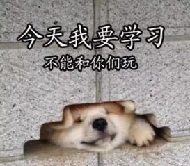 笑到胃疼的表情包再忍忍吧,说不定明天就死了