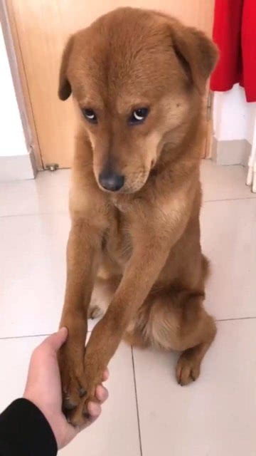 狗肉馆老板给金毛介绍对象,接下来金毛露出的表情,看一次笑一次
