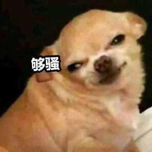 第46期汪表情我上辈子是造了什么孽,遇上你这个沙雕