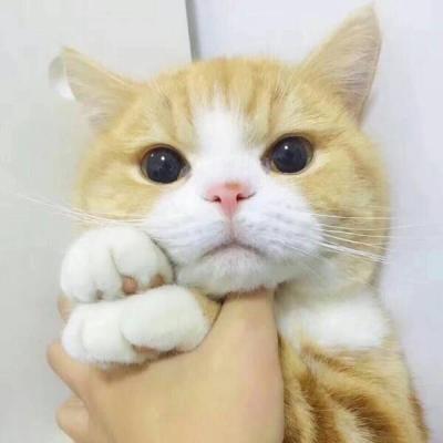 卖萌搞笑的小猫咪动物头像超可爱不要纠缠不清不要藕断丝连