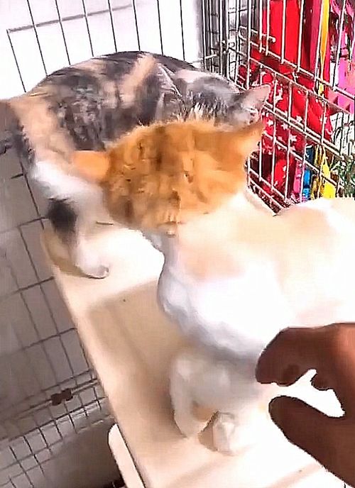 猫咪能有多丑呢看到这只满脸表情包的加菲猫,我是真服了