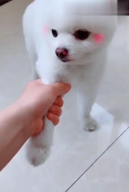 看看博美闹闹这不情愿的表情,别拽我,我不想回家