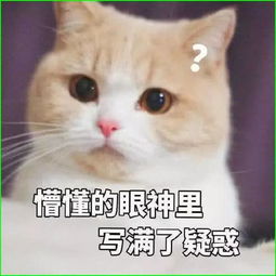 斗图互怼必胜表情包你这种小饼干,我都不用睁大眼睛看