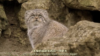 颜丑还要互相伤害表情包界的宿命之战