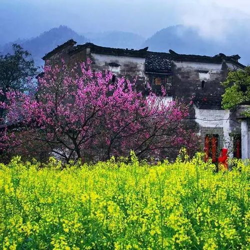 莫辜负春天三四月最佳旅行地推荐南京