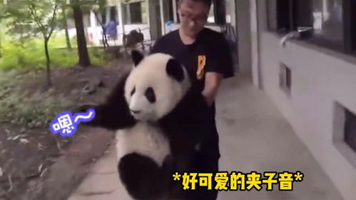 原来熊猫的笑声是这样的,还以为都是夹子音呢