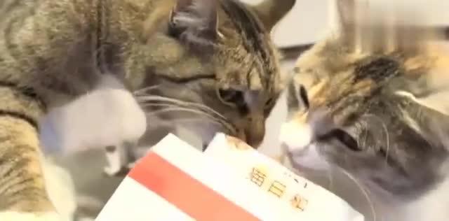 面对喵主子的撒娇,要多少小鱼干我都给你吃,快让我抱抱啊