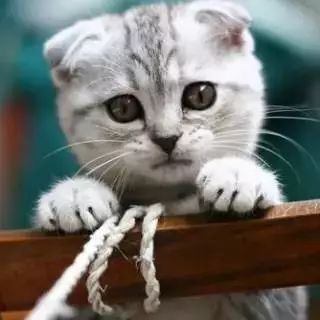 猫的表情包卖萌翛然