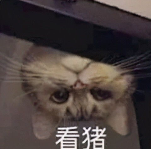 我们找到了杀死海豚的真凶