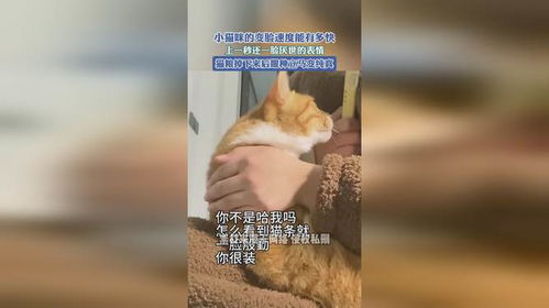 小猫咪的变脸速度能有多快,上一秒还一脸厌世的表情,猫粮掉下来后眼种立马变纯真