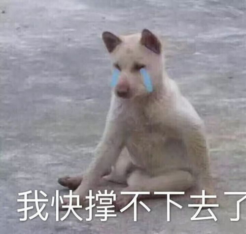 表情包求求你不要再说了