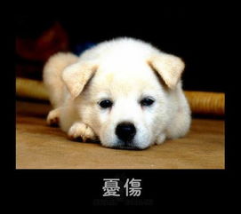安排上了诺基亚表情包狗狗