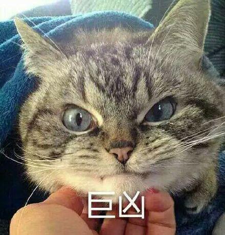 铲屎官在揍猫的时候,猫是怎么想的