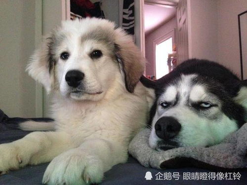 动物们模仿人类也能如此惟妙惟肖,竟让我一时半会分辨出不来