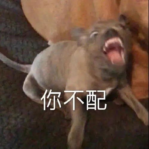 表情包人铁定出事