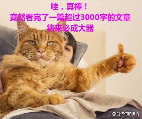 广场舞大妈表情包图片猫猫