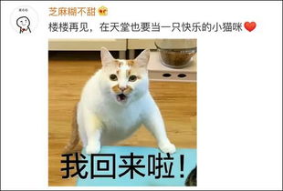 我今天还在用的表情包,它昨天去世了