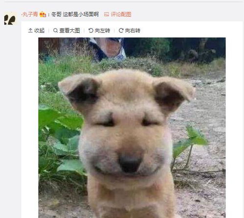 周冬雨拔智齿肿成包子脸,网友脑补出她的二次元形象,太像了