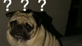 小香猪洗澡表情包洗澡