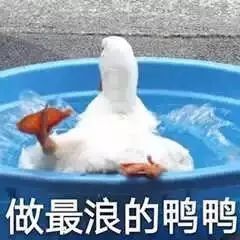 比心表情包完整版鸭鸭