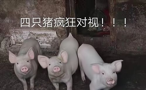 今日笑话婚礼上,新娘放了个屁,场面十分尴尬,就在这时