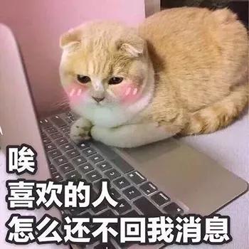 喜欢的表情包可爱滑稽
