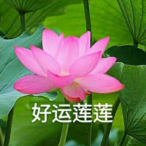头像打入老年俱乐部就靠这组头像