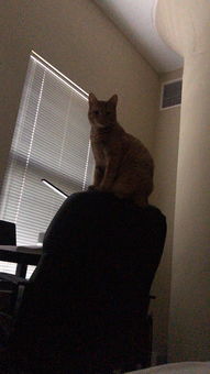 噗噗才不是那种只会卖萌的小呆猫,每一个表情都透露出机智