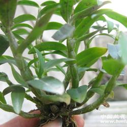 霍山紫杆铁皮石斛87