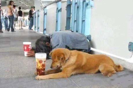 你们家的神犬