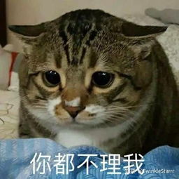 有哪些适合和喜欢的男生聊天女生用的可爱表情包