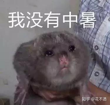 华农兄弟与竹鼠的故事