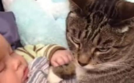 猫咪偷亲宝宝被发现,它回头的表情亮了