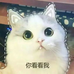 doge表情包微博家猫