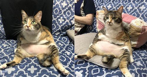 回家撞见老妈和猫咪看电视,表情姿势神同步,成精了
