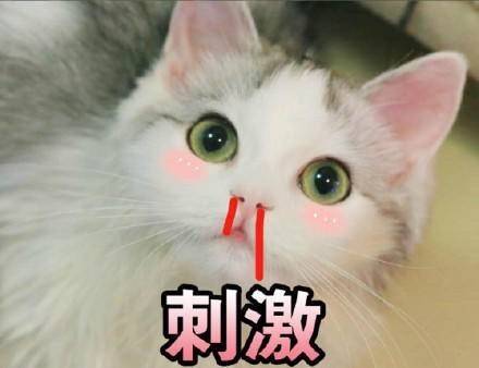 斗图表情包大全2017猫咪