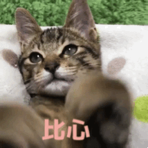 抖音猫咪比心表情包大全猫咪比心gif表情包可爱卖萌