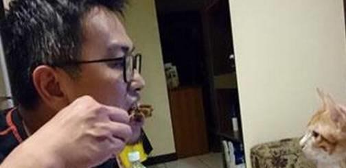 吃货橘猫已成为喵界胖子的代言人,喵你真的不打算分我吃吗