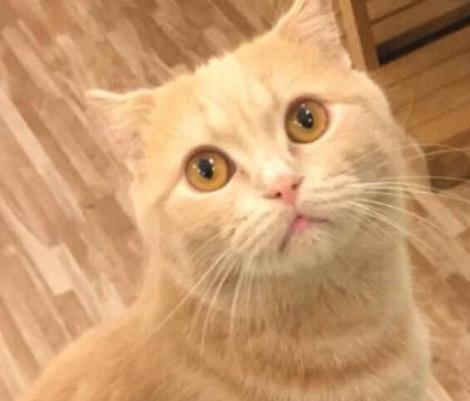 橘猫看到主人喂其他小猫,表情渐渐失控,张张都成表情包