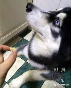 蠢萌二哈表情包半夜