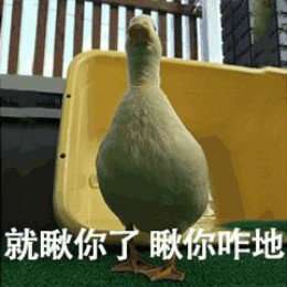 比心鸭子高清无水印图片分享