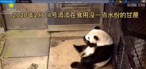 瘦骨嶙峋美国动物园再次被曝恶劣对待大熊猫看着心疼网友