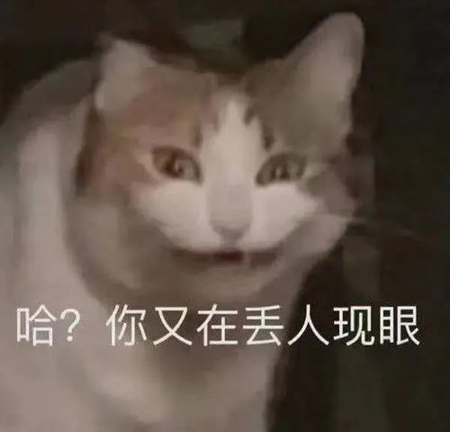 表情包哈你又在丢人现眼